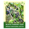 Black Currant Leaf 30g