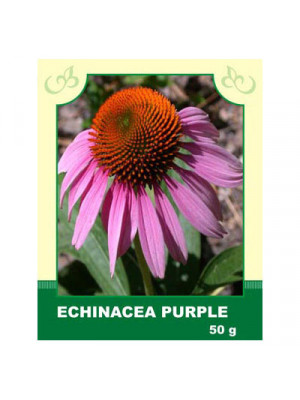 Echinacea Purple 50g