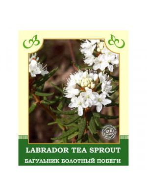 Labrador Tea Sprout