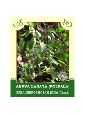 Aerva Lanata (Polpala) 35