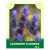 Lavender Flowers 35g