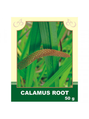 Calamus Root